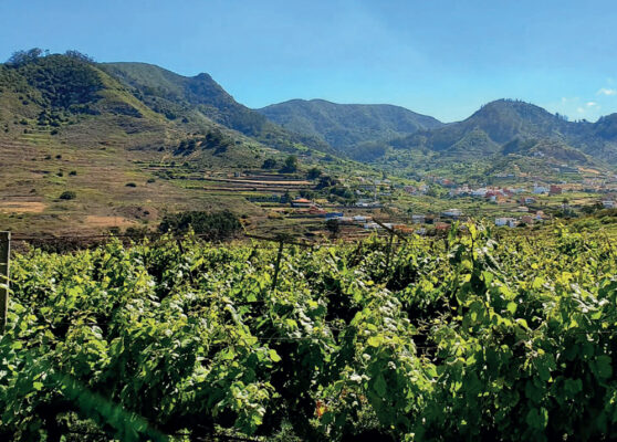 Viñedo - Gerente del Clúster de Enoturismo de Canarias